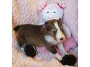 Shetland Sheepdog Puppy for sale in Butler, KY, USA
