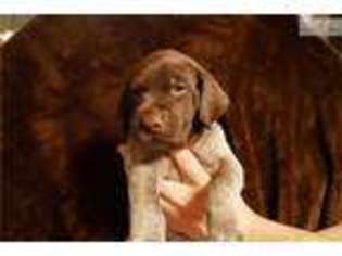 Medium Photo #1 German Shorthaired Pointer Puppy For Sale in Nashville, TN, USA