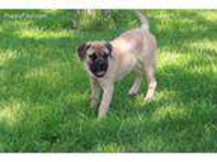 Bullmastiff Puppy for sale in Grovespring, MO, USA
