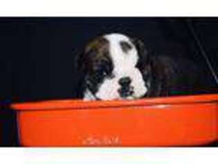 Bulldog Puppy for sale in Blackshear, GA, USA