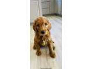 Goldendoodle Puppy for sale in Oneida, NY, USA