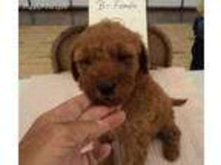 Goldendoodle Puppy for sale in Pleasant Hill, IL, USA