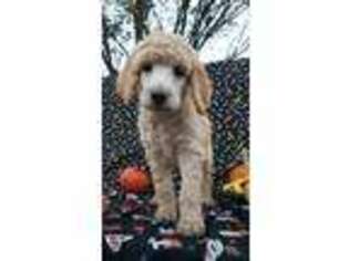 Mutt Puppy for sale in Martinsburg, WV, USA