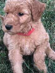 Goldendoodle Puppy for sale in Pottstown, PA, USA
