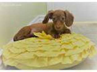 Dachshund Puppy for sale in Santa Clarita, CA, USA