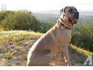 Cane Corso Puppy for sale in CITY OF INDUSTRY, CA, USA