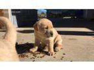 Labrador Retriever Puppy for sale in Victorville, CA, USA