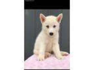 Siberian Husky Puppy for sale in Shreve, OH, USA
