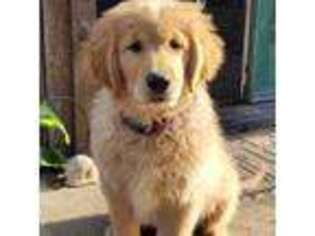 Golden Retriever Puppy for sale in Willows, CA, USA