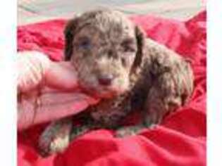 Labradoodle Puppy for sale in Gurley, AL, USA