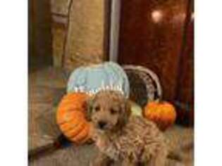 Goldendoodle Puppy for sale in Burley, ID, USA