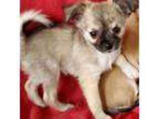 Chihuahua Puppy for sale in Falcon, MO, USA