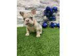 French Bulldog Puppy for sale in Brownsville, PA, USA