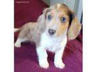 Dachshund Puppy for sale in Central, SC, USA