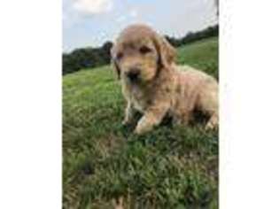 Golden Retriever Puppy for sale in Odessa, MO, USA