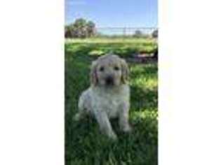 Goldendoodle Puppy for sale in Stephenville, TX, USA