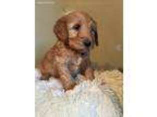 Goldendoodle Puppy for sale in Cape Coral, FL, USA