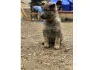 German Shepherd Dog Puppy for sale in Whittier, NC, USA