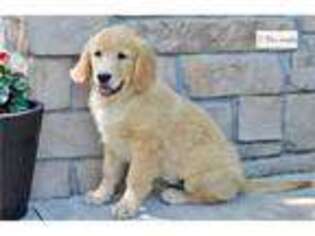 Golden Retriever Puppy for sale in Joplin, MO, USA