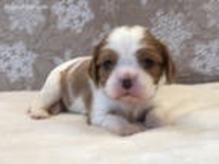 Cavalier King Charles Spaniel Puppy for sale in Hemet, CA, USA