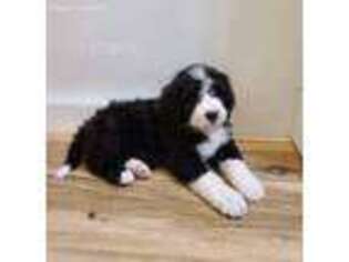 Mutt Puppy for sale in Angola, IN, USA
