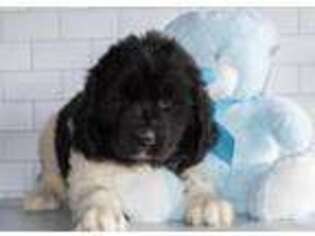 Newfoundland Puppy for sale in Lenoir City, TN, USA