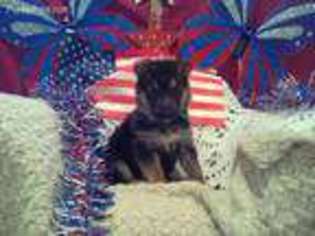 German Shepherd Dog Puppy for sale in Swan Lake, NY, USA