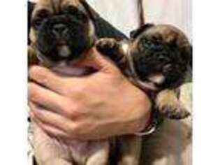 French Bulldog Puppy for sale in Marshall, WI, USA