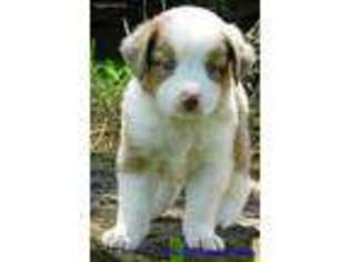 Miniature Australian Shepherd Puppy for sale in Dadeville, MO, USA