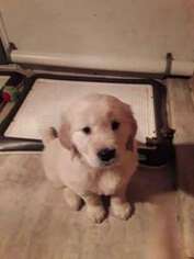 Golden Retriever Puppy for sale in Moses Lake, WA, USA