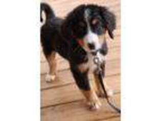 Bernese Mountain Dog Puppy for sale in Westminster, SC, USA