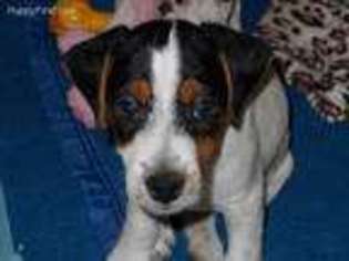 Jack Russell Terrier Puppy for sale in Brighton, CO, USA