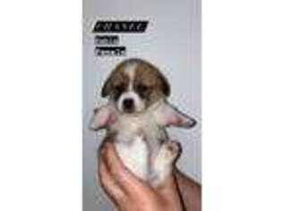 Pembroke Welsh Corgi Puppy for sale in Wilmington, CA, USA