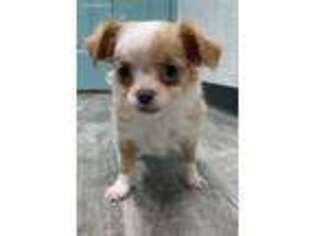 Chihuahua Puppy for sale in Clare, IL, USA