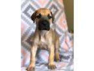 Great Dane Puppy for sale in Lykens, PA, USA