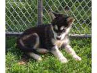 Alaskan Malamute Puppy for sale in Litchfield, MI, USA