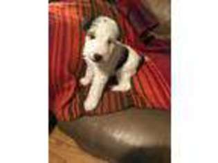 Mutt Puppy for sale in Smithville, OK, USA