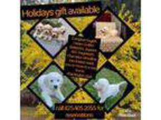 Golden Retriever Puppy for sale in Marysville, WA, USA