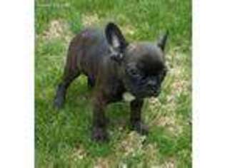 French Bulldog Puppy for sale in Canyon Country, CA, USA