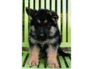 German Shepherd Dog Puppy for sale in Evergreen, NC, USA