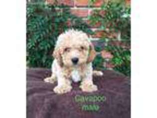 Cavapoo Puppy for sale in Newark, CA, USA