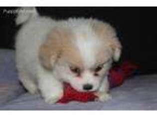 Maltipom Puppy for sale in Daly City, CA, USA