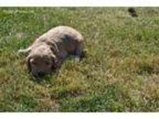 Goldendoodle Puppy for sale in Bristol, SD, USA