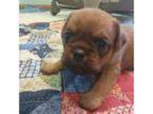 Brussels Griffon Puppy for sale in Odessa, MO, USA