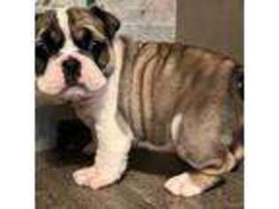 Bulldog Puppy for sale in Salem, IL, USA