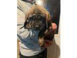 Mastiff Puppy for sale in Wabash, IN, USA