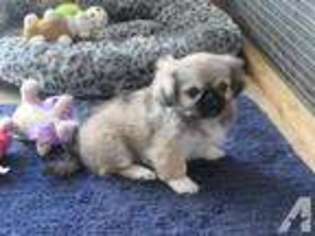 Pekingese Puppy for sale in BORING, OR, USA