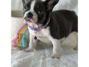 French Bulldog Puppy for sale in Southern Pines, NC, USA