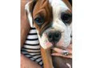 Olde English Bulldogge Puppy for sale in Placerville, CA, USA