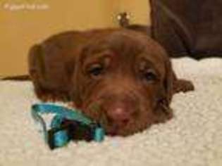 Labrador Retriever Puppy for sale in Arcanum, OH, USA